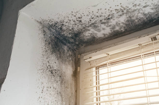Affordable Commercial Mold Remediation solutions in Flintstone, MD
